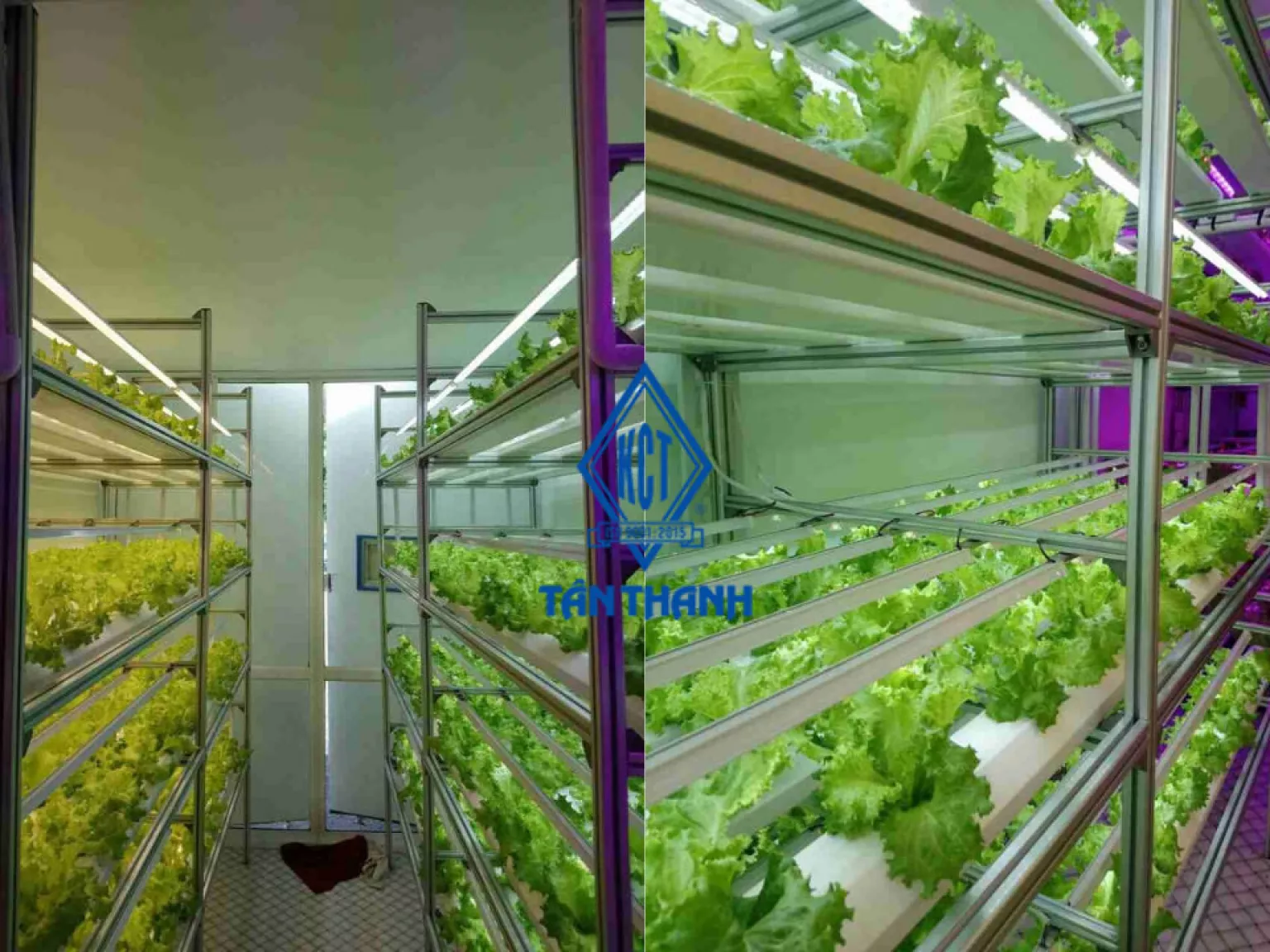 Trồng rau bằng container - Công nghệ trồng rau 4.0: Không đất, không hóa chất, bất chấp thời tiết