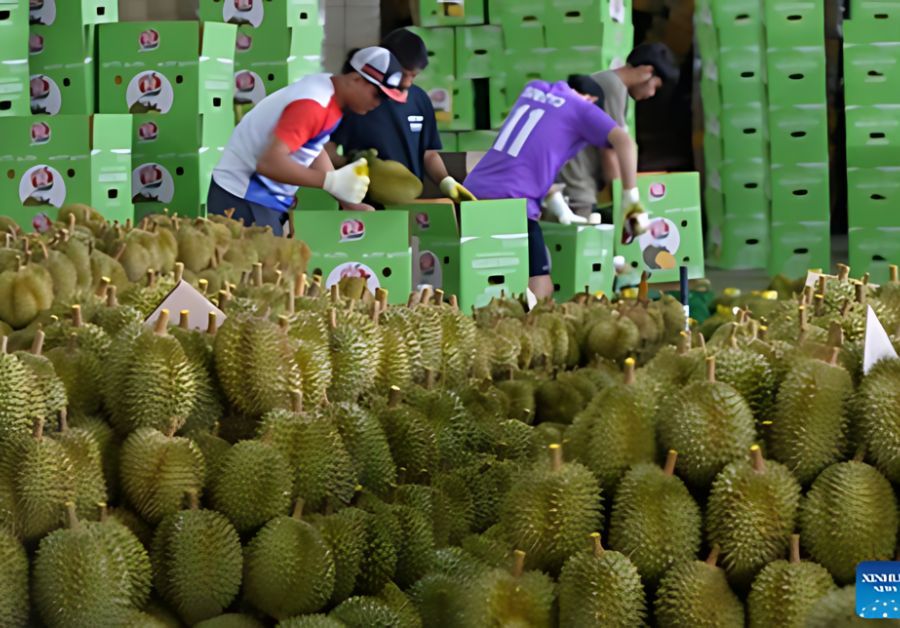 container-lanh-chia-khoa-vang-cho-nganh-xuát-khau-sau-rieng-07